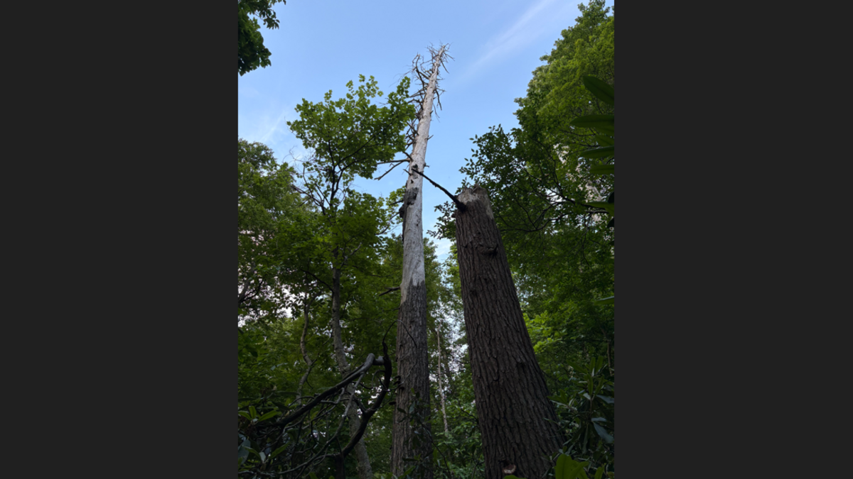 This 60-foot-tall dead hemlock in Nantahala National Forest is home to a colony of endangered bats not caught in North Carolina for more than a decade. This 60-foot-tall dead hemlock in Nantahala National Forest is home to a colony of endangered bats not caught in North Carolina for more than a decade.